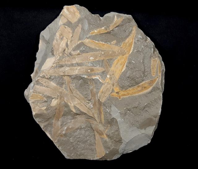 Podozamites distans (PRESL in STERNBERG 1838) - Bild © FossNet FossilienStore